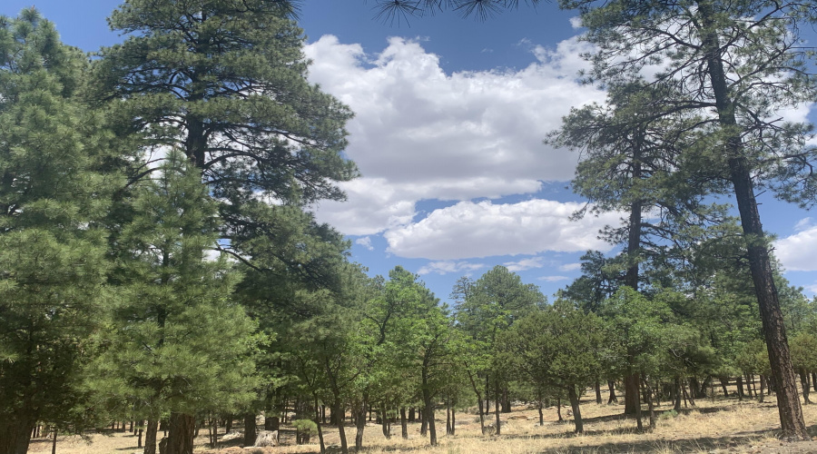 Lot's of Trees