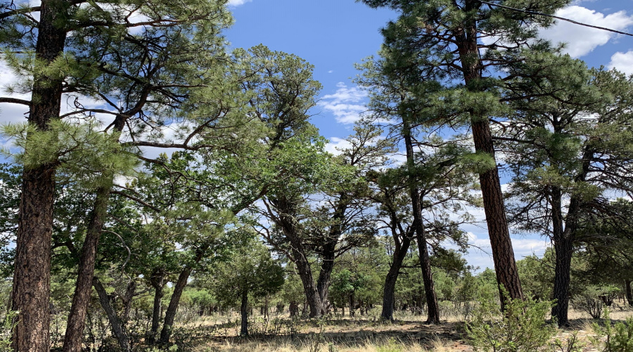 Heavily Treed