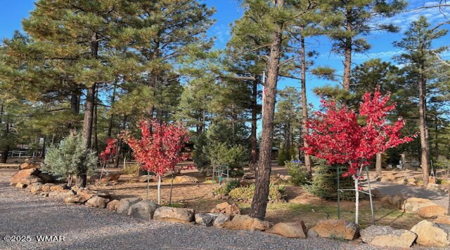 RED MAPLES