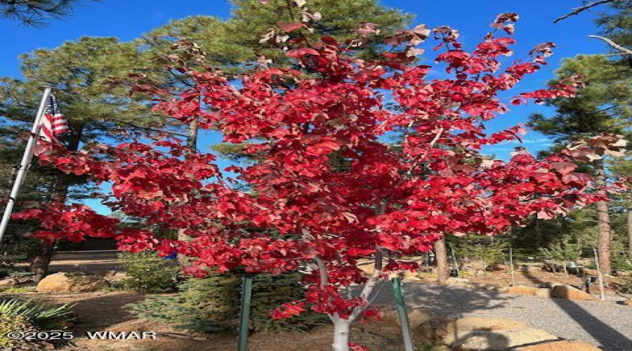 RED MAPLE