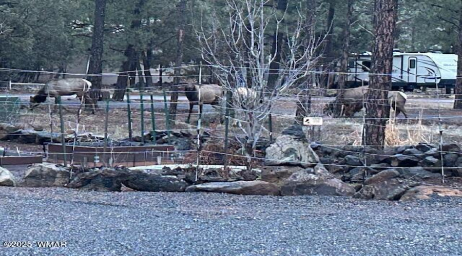 VISITING ELK