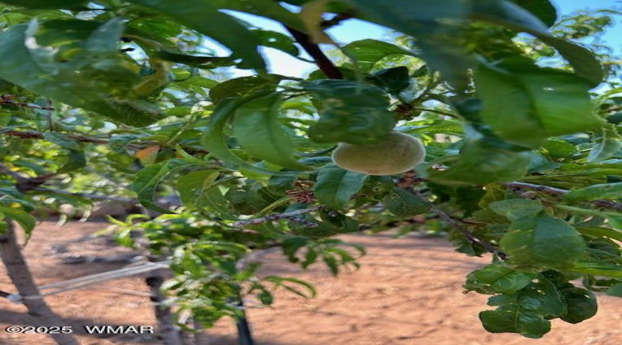 PEACH TREE