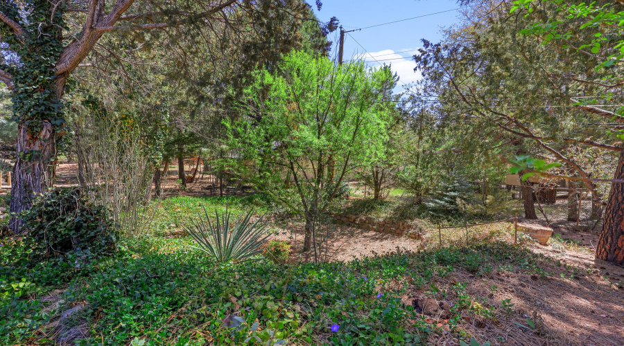 Lush Green Plants -Trees