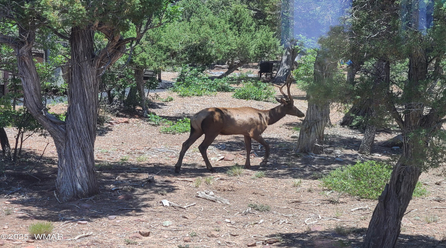 036_Wildlife