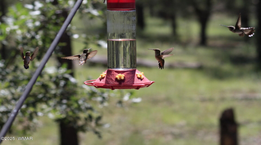 thumbnail_Hummingbirds