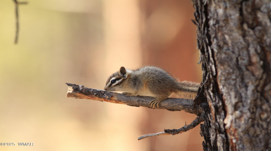 thumbnail_chippy