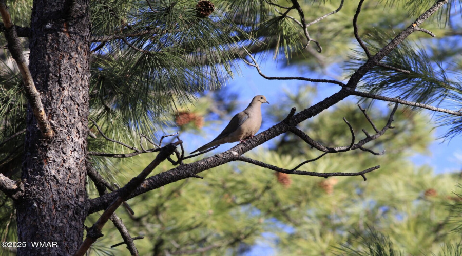 thumbnail_dove