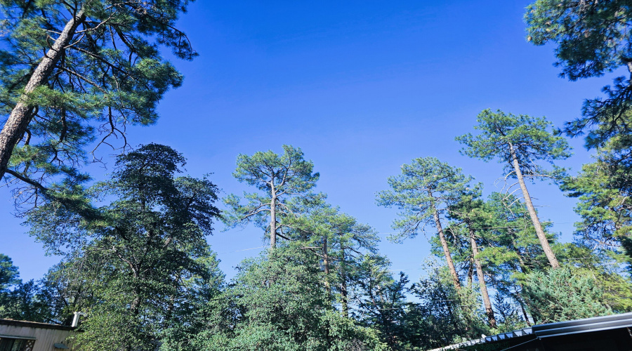 trees & sky above home