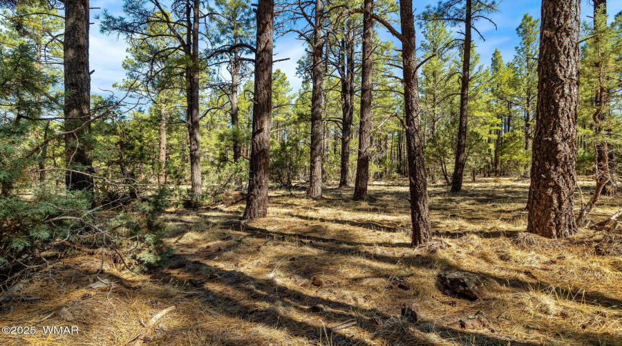 915BirdsongWay-Lakeside-AZ-15
