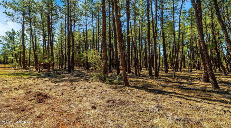 915BirdsongWay-Lakeside-AZ-16