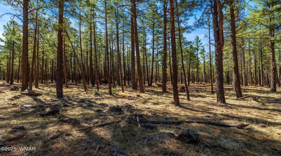 915BirdsongWay-Lakeside-AZ-20
