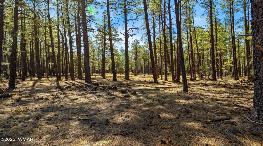 915BirdsongWay-Lakeside-AZ-25