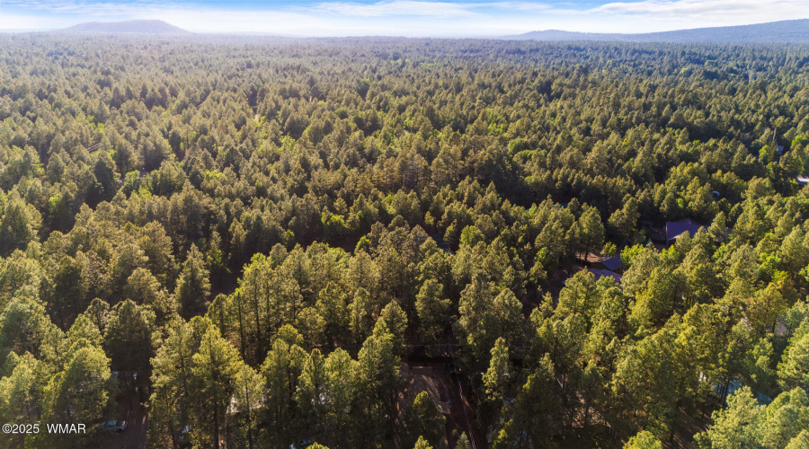 Ariel of the Pines