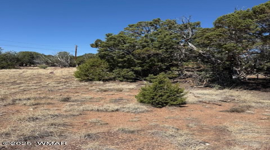 Junipers