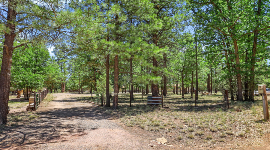 Beautiful trees