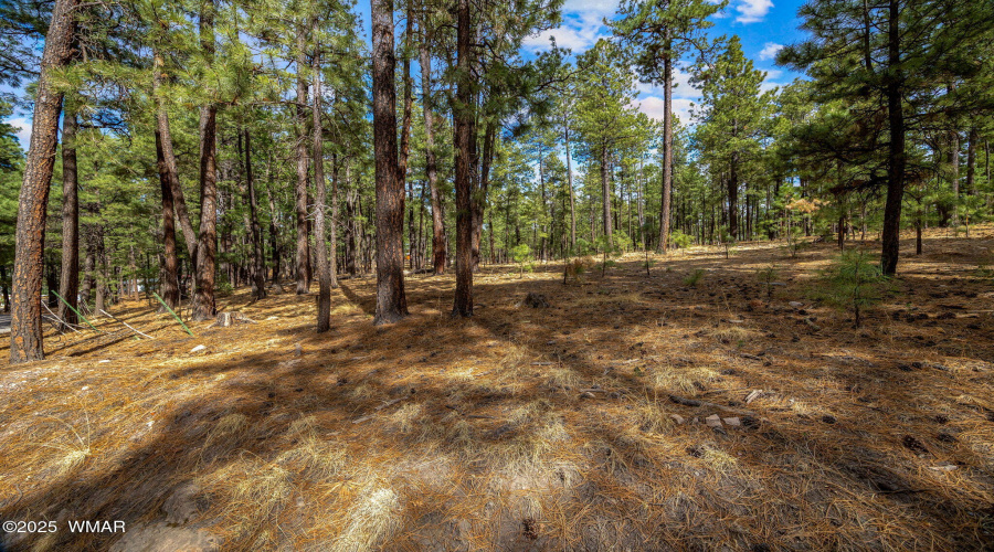 CountyRoad2325-Alpine-AZ-4