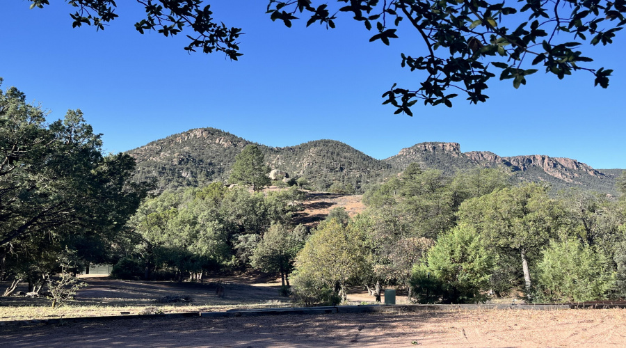 Easterly forest view