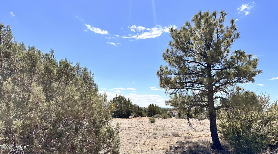 Trees and Junipers