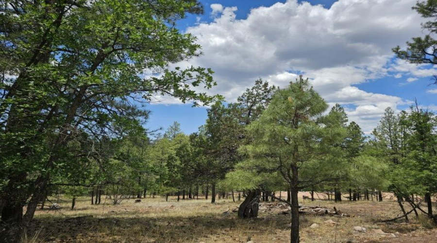 1.17 Acres