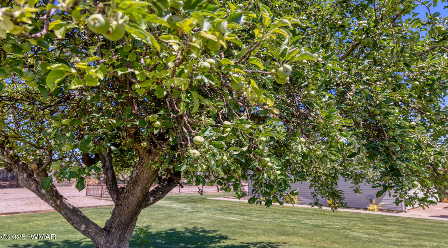 1 of many apple trees