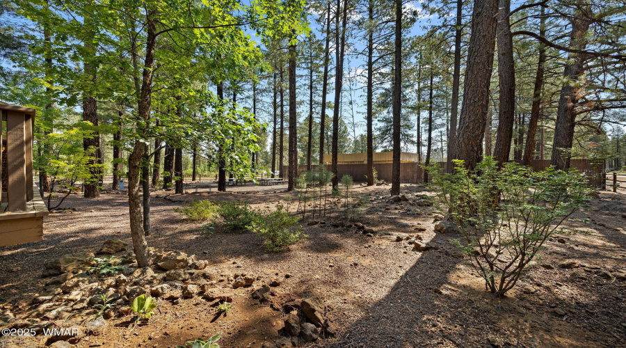 Trees in Backyard
