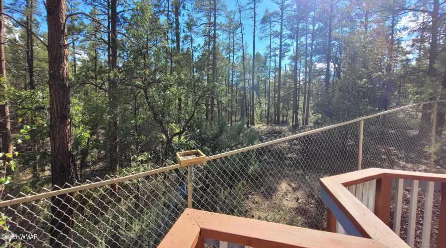 Forest  20251003_144744