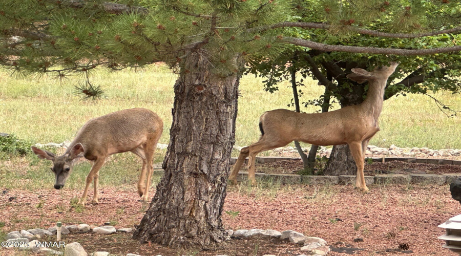 Local Wildlife