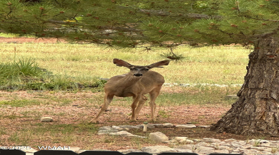 Local Wildlife