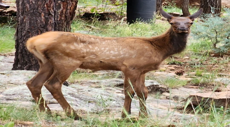 Wildlife