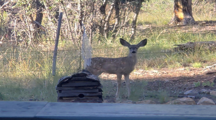 Deer Common Area