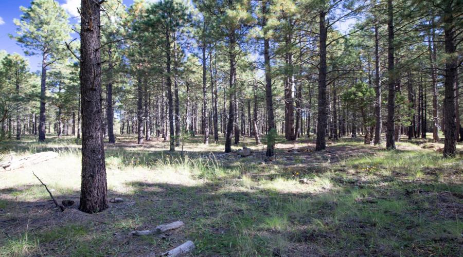 212 Mule Springs Trail