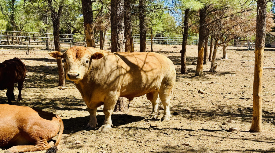 Hugh the bull livestock