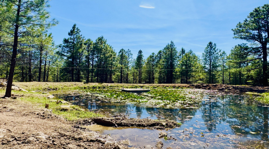 Pond