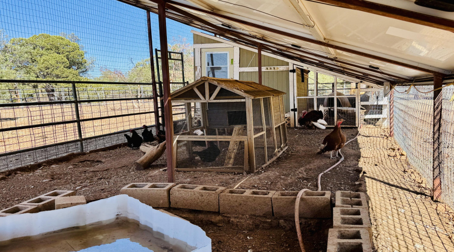 Chicken duck coop