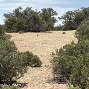 Lots of Potential Home Sites