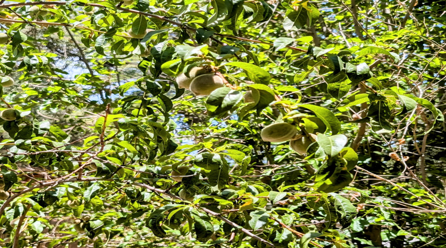 Peach & Apple Trees!