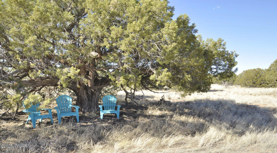 Grandmother Juniper