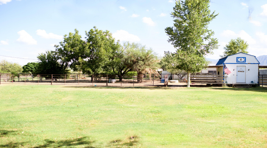 back yard 3
