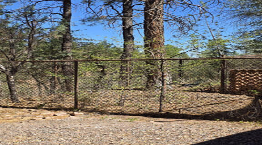 dog run side