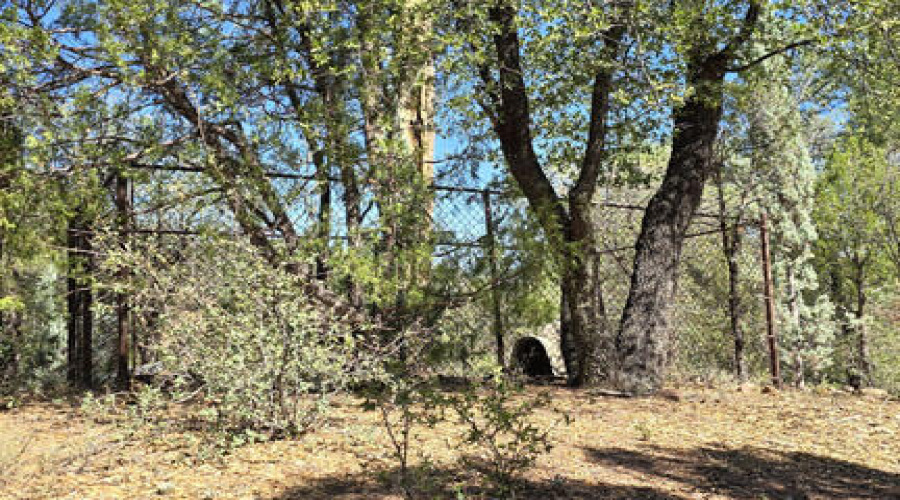dog run back