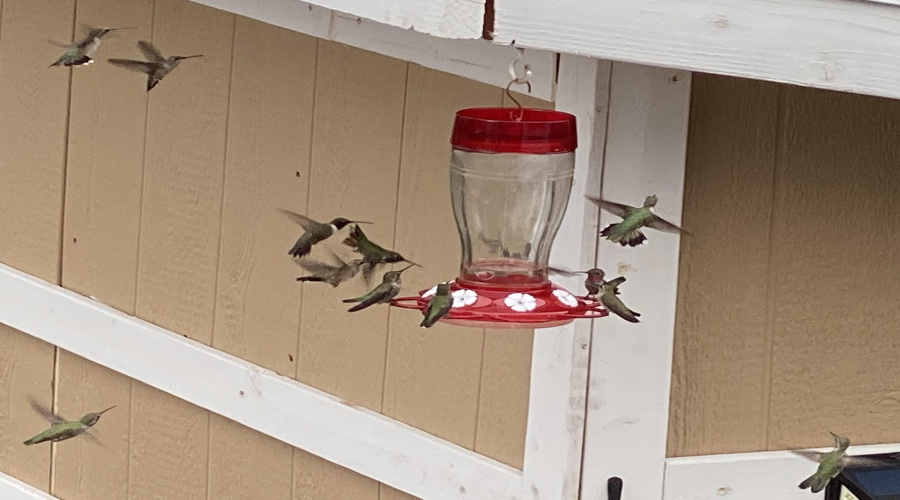 Hummingbirds