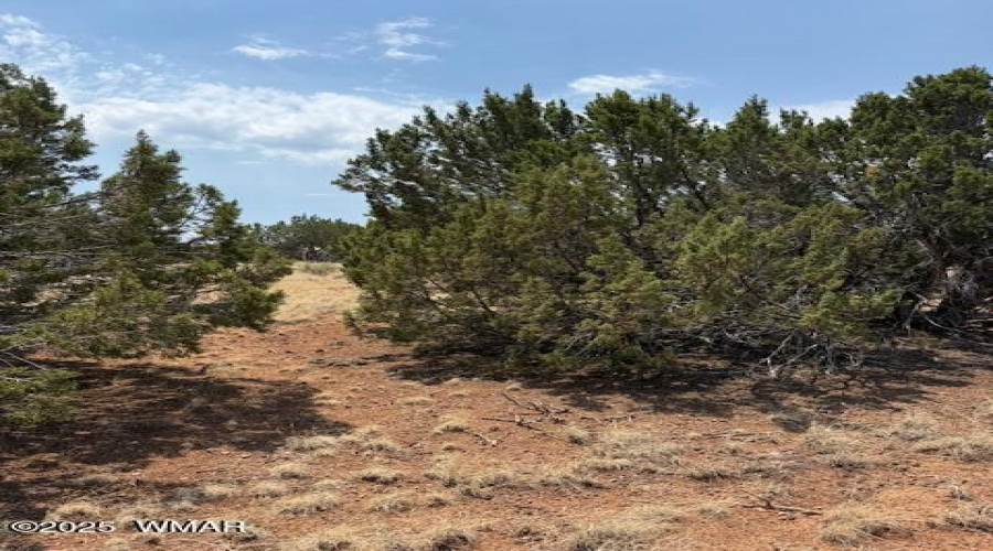 Junipers