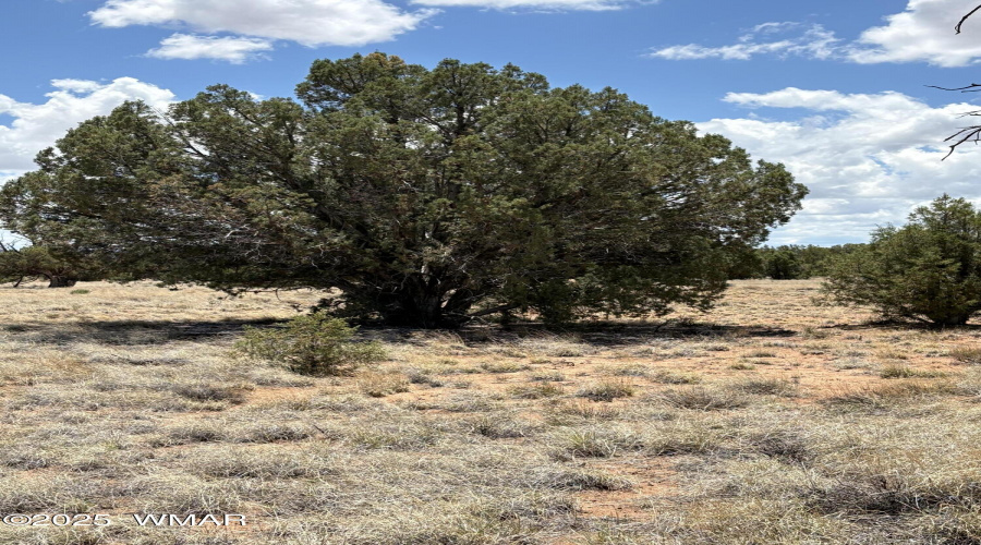 Juniper