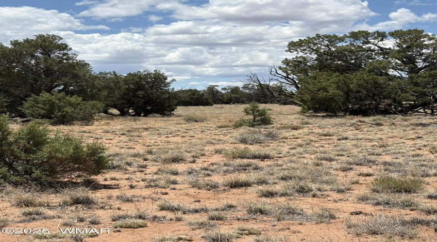 Mature Trees