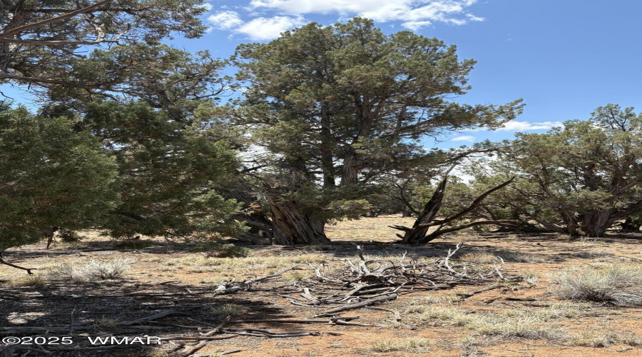 Shaggy Bark Junipers