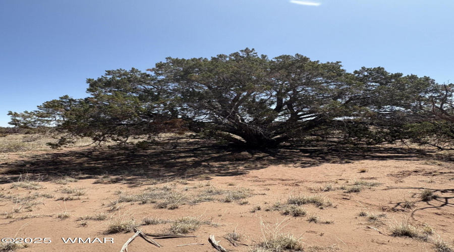 Mature Trees