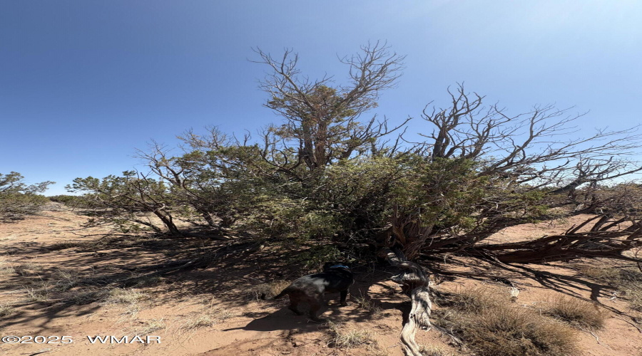 Juniper