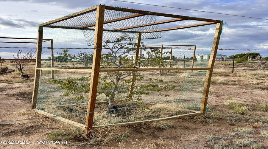 Orchard