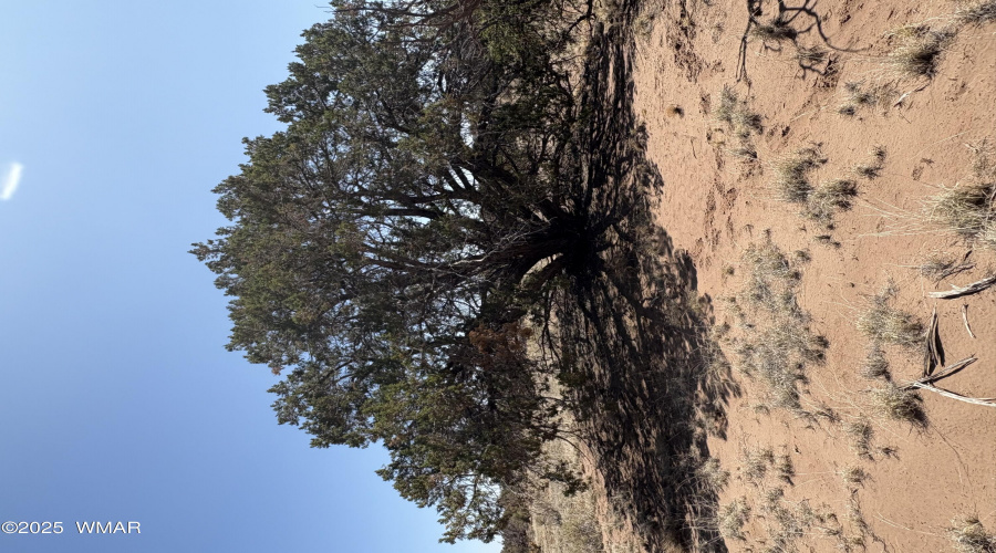 Mature Trees