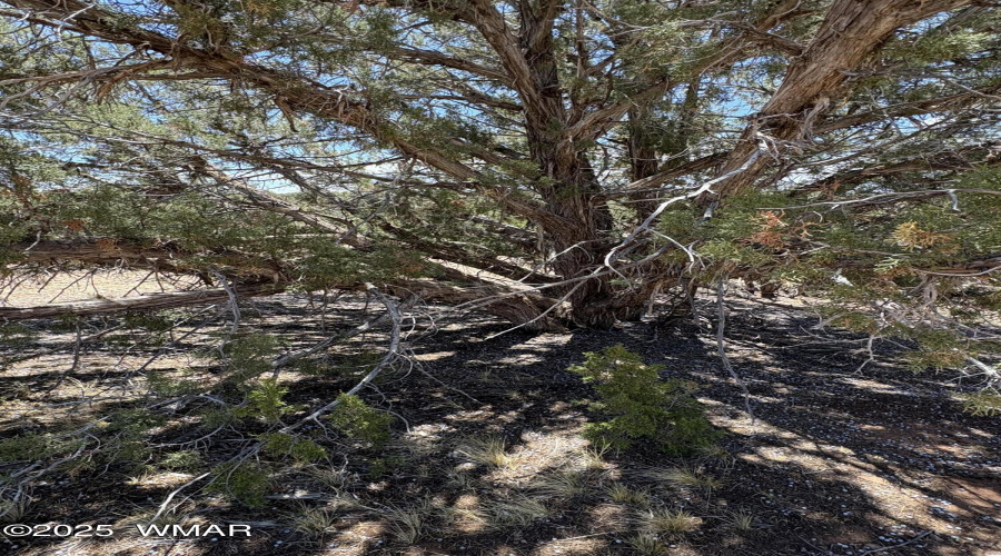 Shaggy Bark Juniper